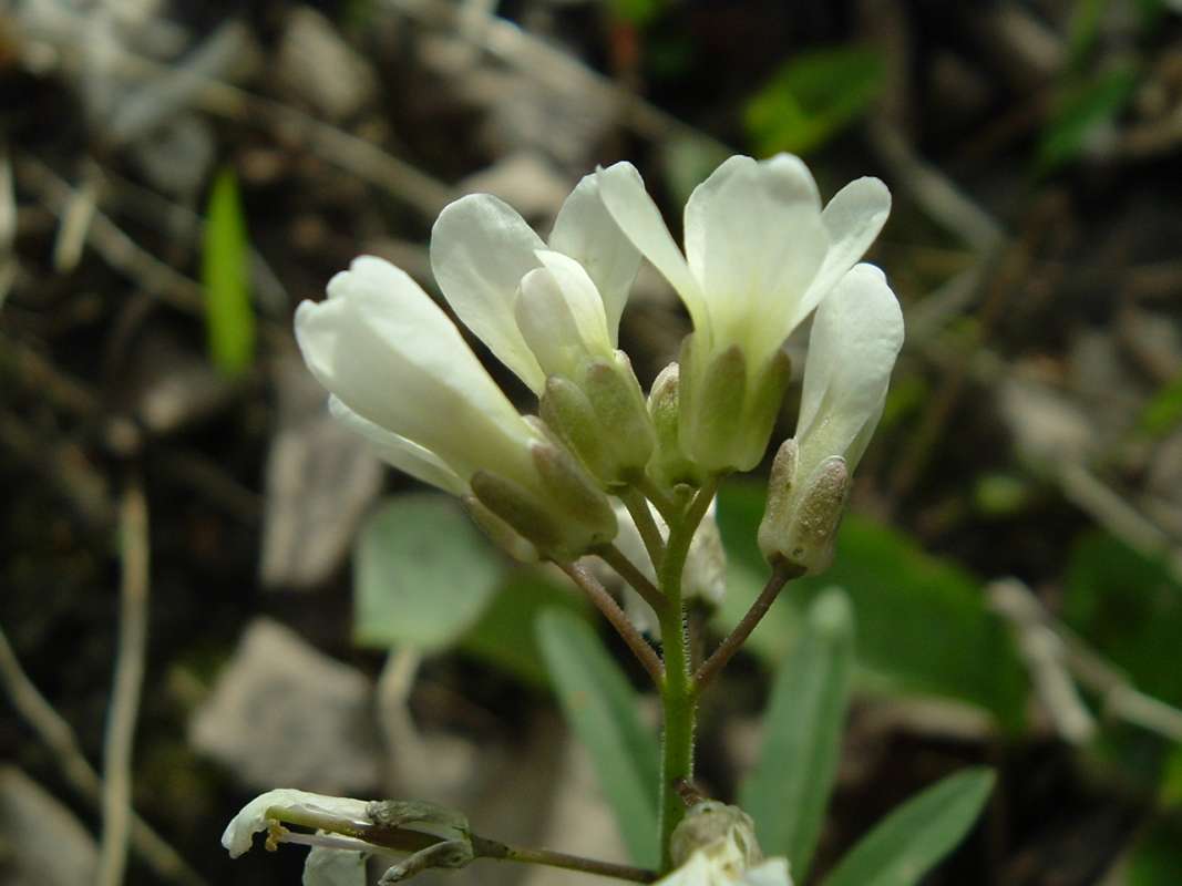 Flowers - Side View<br>(Location of Picture: Dg, Cook Co, Il, USA, Ap 20, 2010)
