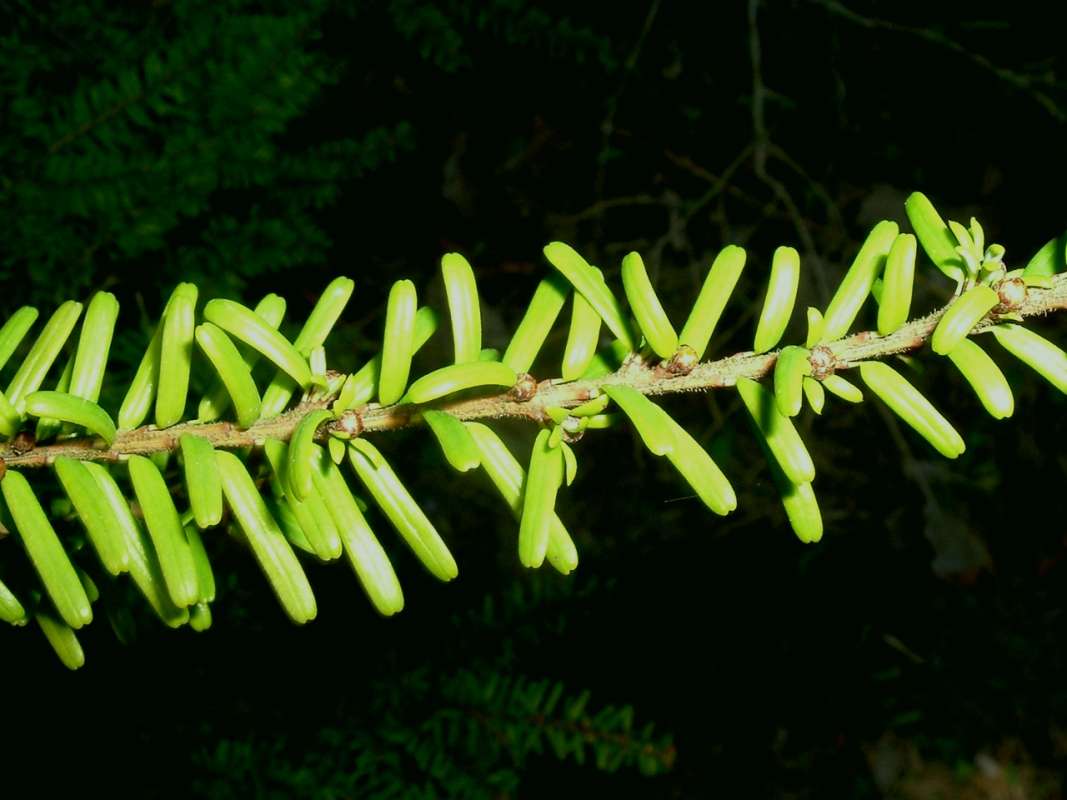 Needles<br>(Location of Picture: Ornament, Woodstock, Il, USA, 2010)