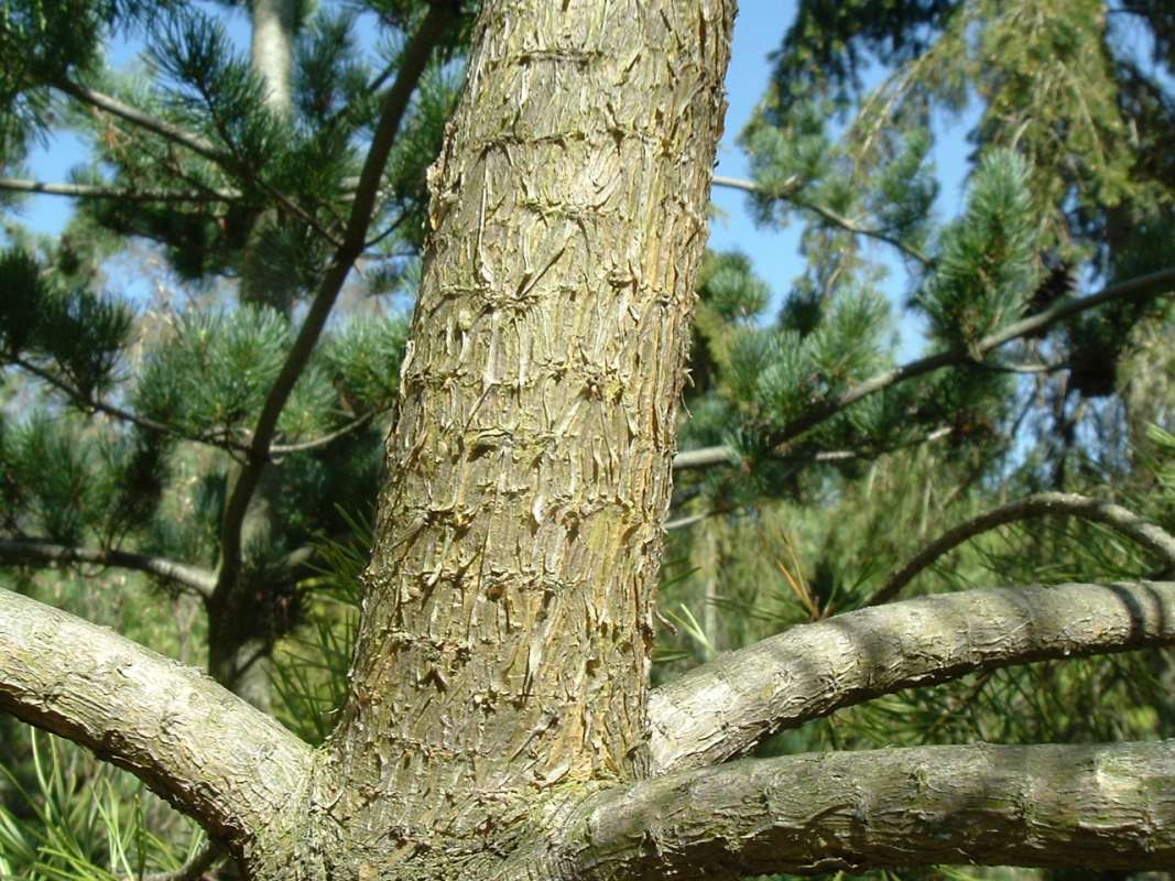 Bark<br>(Location of Picture: RFPN, Woodstock, Il, USA, Apr 2010)