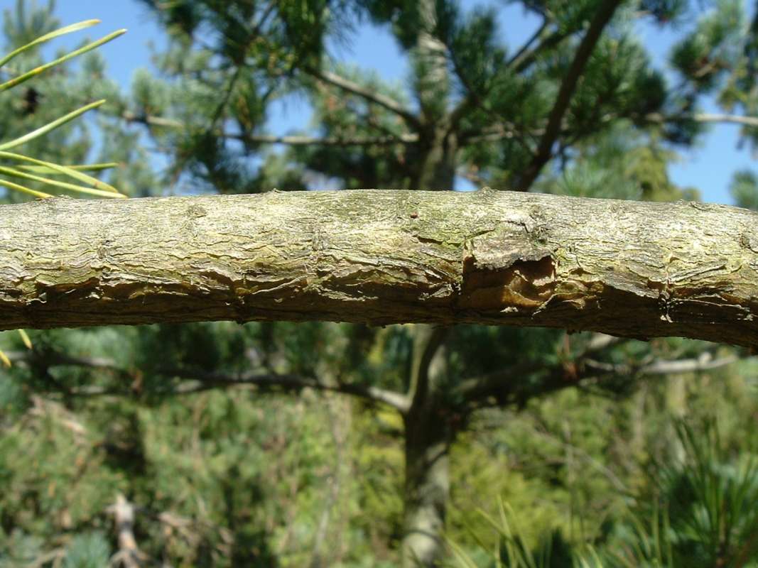 Limb<br>(Location of Picture: RFPN, Woodstock, Il, USA, Apr 2010)
