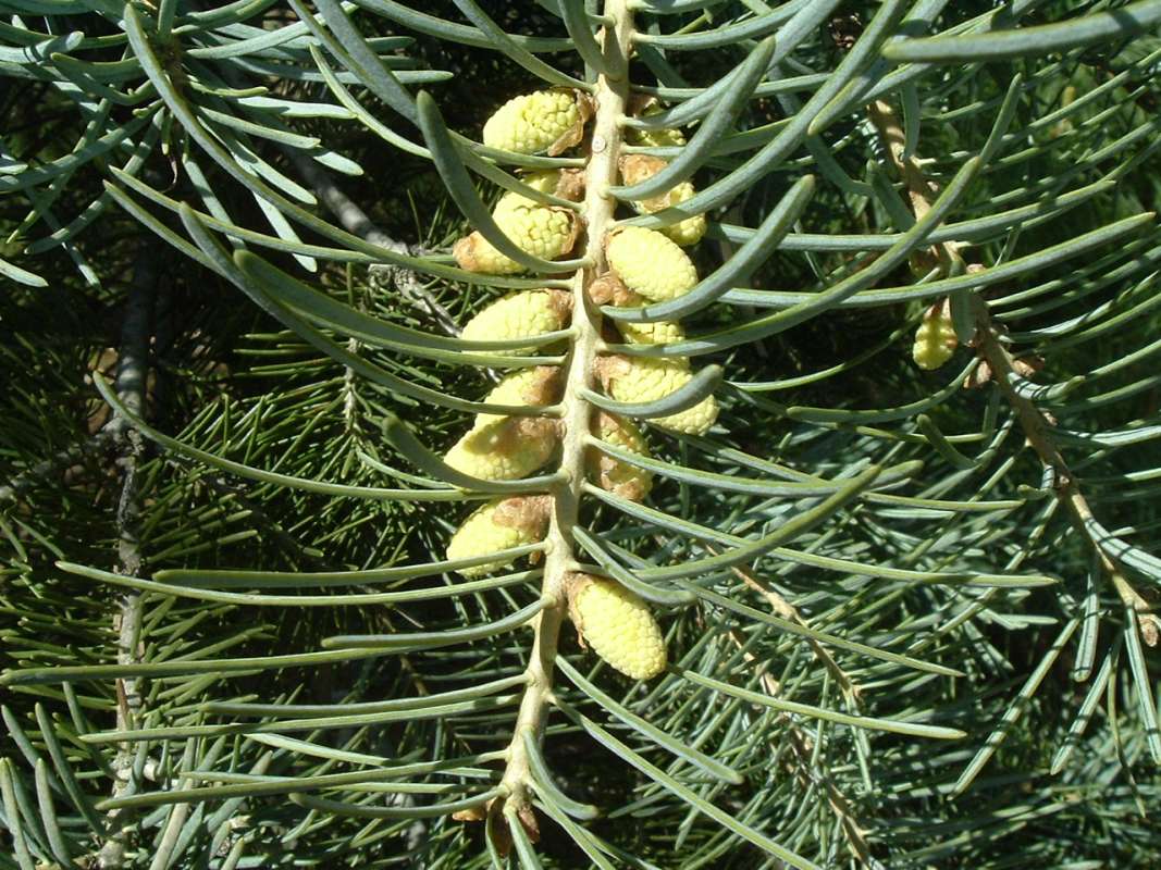 Young Cones - Blue Cloak Variety<br>(Location of Picture: RFPN, Woodstock, Il, USA, Apr 2010)