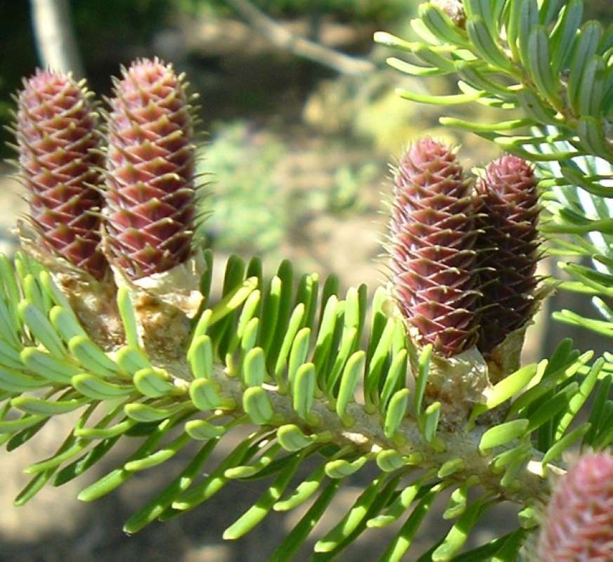 Cones<br>(Location of Picture: RFPN, Woodstock, Il, USA, Apr 2010)