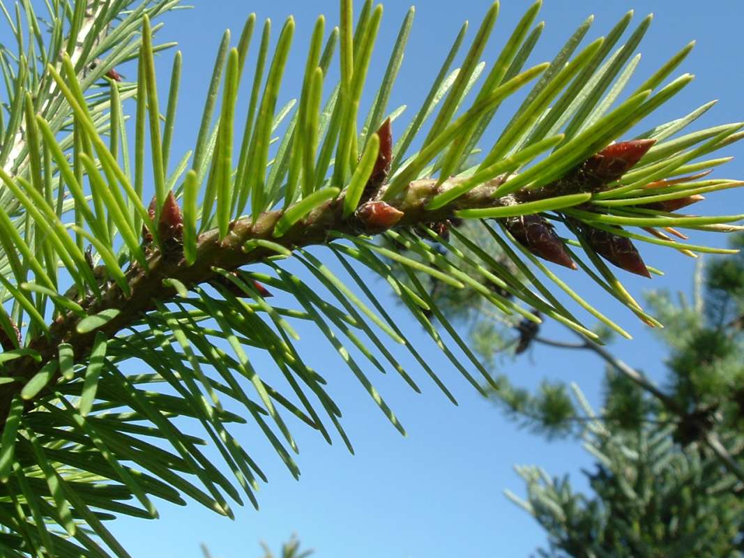 Needles<br>(Location of Picture: RFPN, Woodstock, Il, USA, Apr 2010)