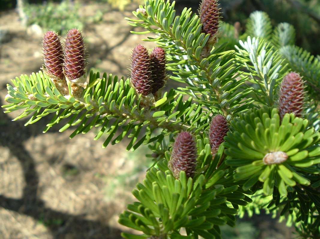 Branch With Cones<br>(Location of Picture: RFPN, Woodstock,Il, USA, Apr 2010)