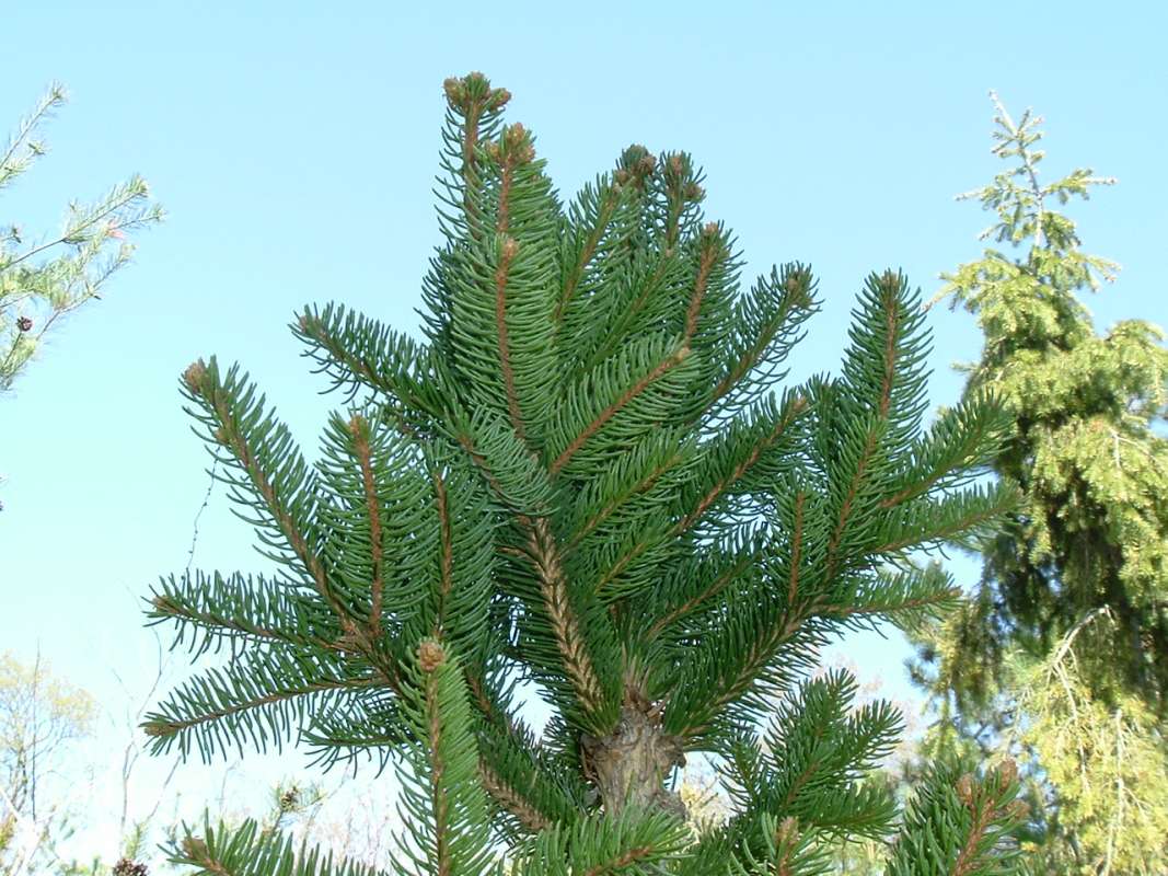Top of tree - Cupresina Variety<br>(Location of Picture: RFPN, Woodstock,Il, USA, Apr 2010)