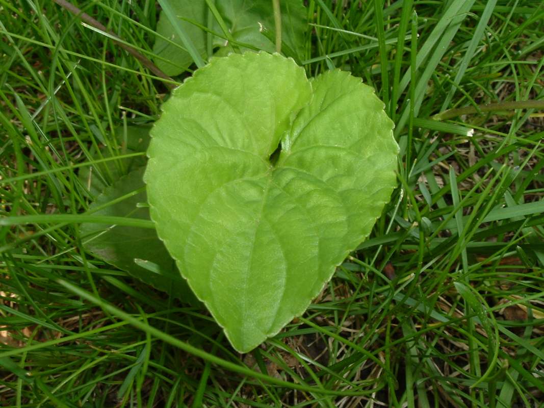 Leaf<br>(Location of Picture: MT, Mchenry, Illinois, USA, Ap 2010)