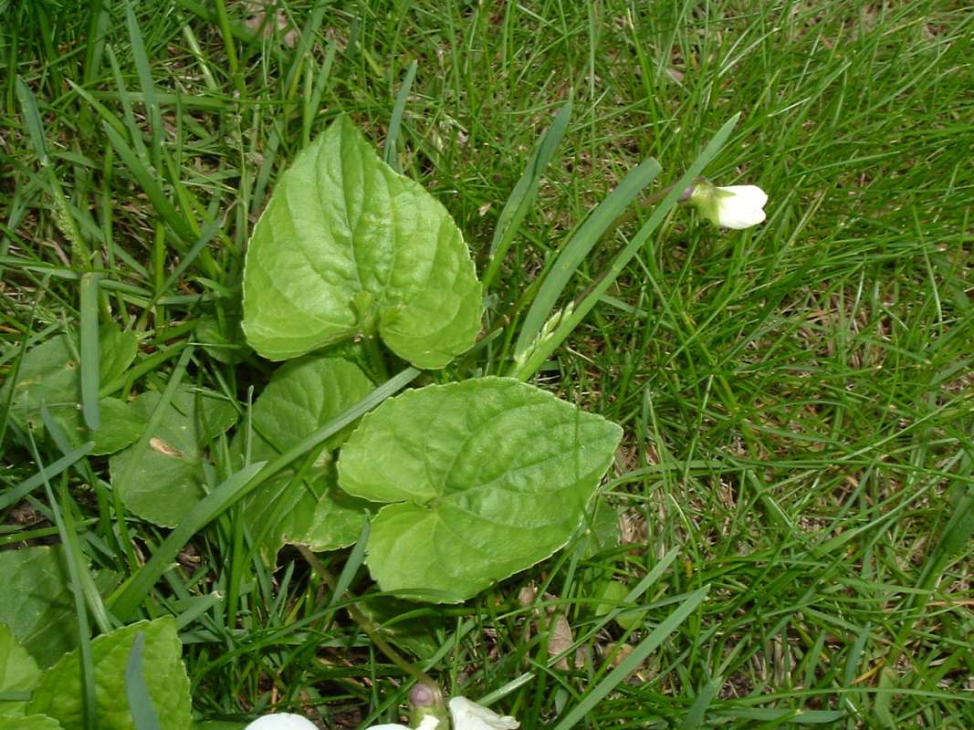Silhouette<br>(Location of Picture: MT, Mchenry, Illinois, USA, Ap 2010)