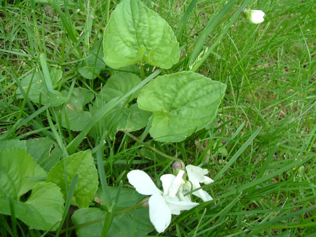 Habitat on Uncut Lawn<br>(Location of Picture: MT, Mchenry, Illinois, USA, Ap 2010)