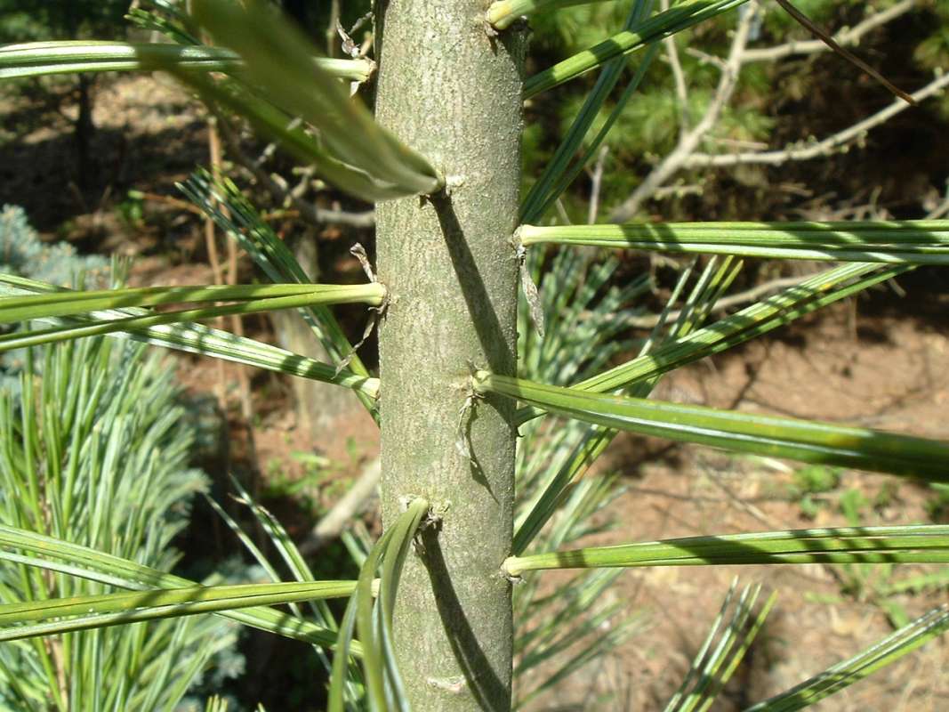 Young Trunk<br>(Location of Picture: RFPN, Woodstock, Il, USA, Apr 2010)