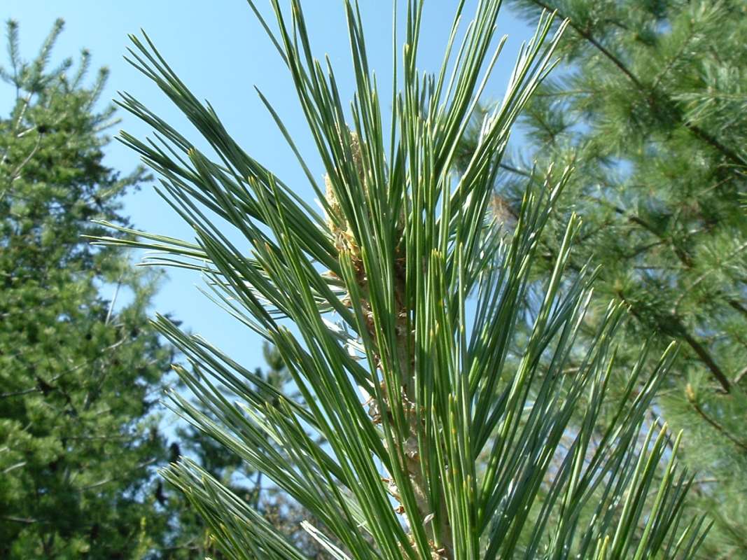 Needles and Tree Top - Vanderwolf Form<br>(Location of Picture: RFPN, Woodstock, Il, USA, Apr 2010)