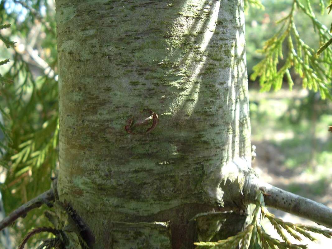 Trunk and Bark<br>(Location of Picture: RFPN, Wookstock, Il, USA, Apr 2010)