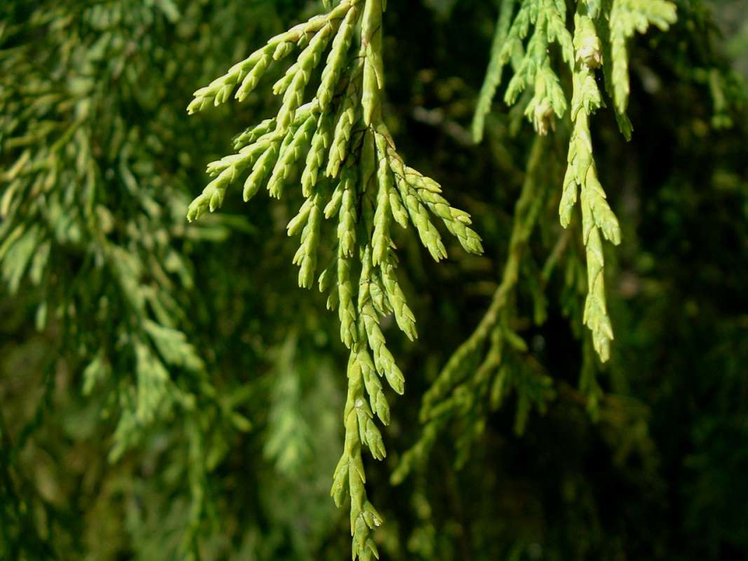 Sclaes - Pendula Form<br>(Location of Picture: RFPN, Wookstock, Il, USA, Apr 2010)