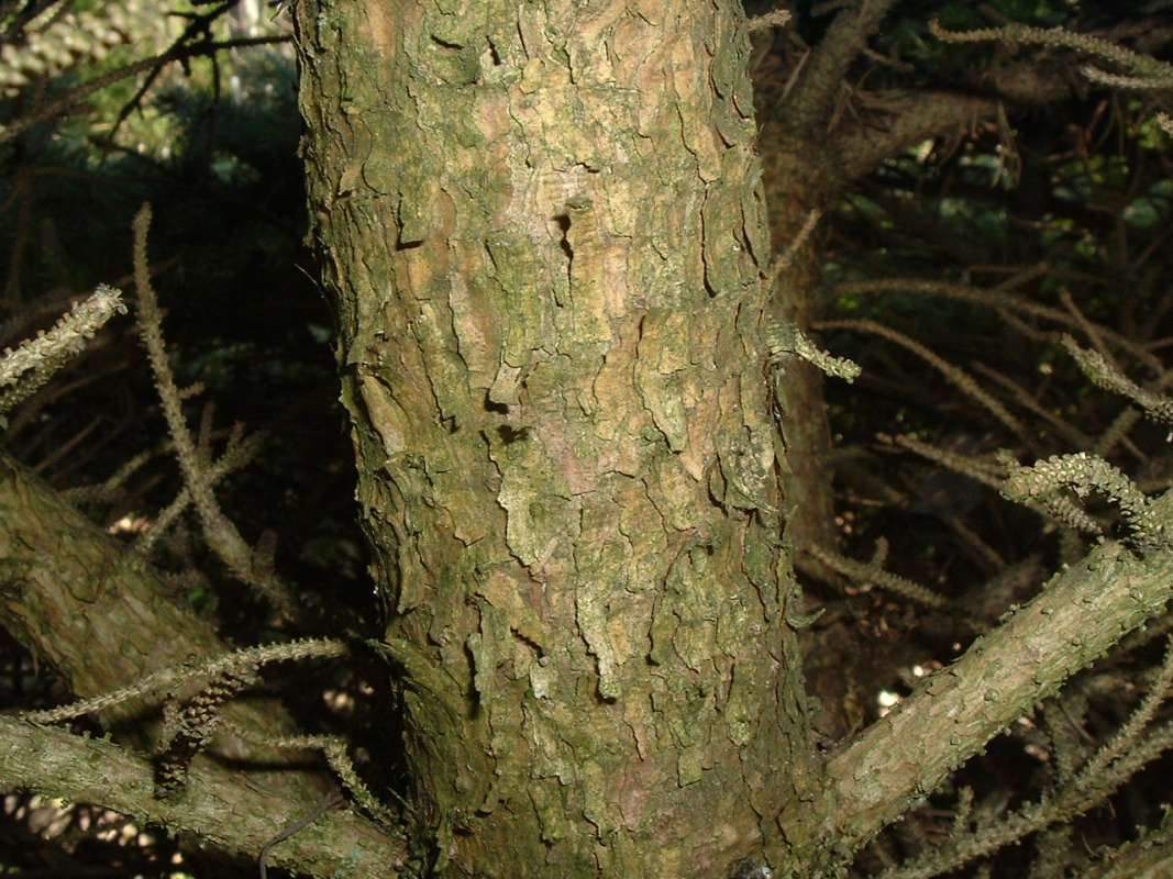Bark<br>(Location of Picture: RFPN, Woodstock, Il, USA, Apr 2010)