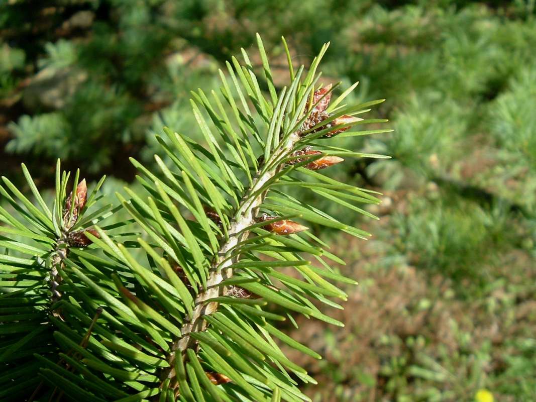 Twig<br>(Location of Picture: RFPN, Woodstock, Il, USA, Apr 2010)