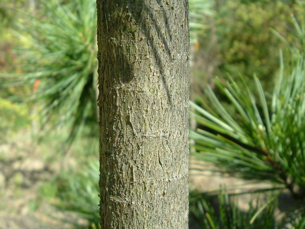 Young Bark<br>(Location of Picture: RFPN, Woodstock, Il, USA, Apr 2010)