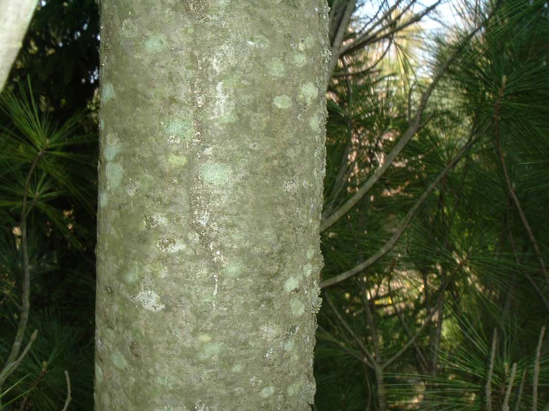 Bark<br>(Location of Picture: RFPN, Woodstock, Il, USA, Apr 2010)