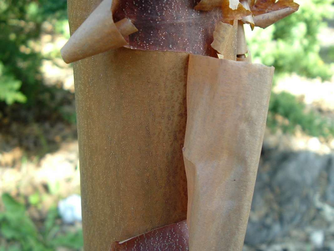 Bark - Close View<br>(Location of Picture: RFPN, Woodstock, Il, USA, Apr 2010)