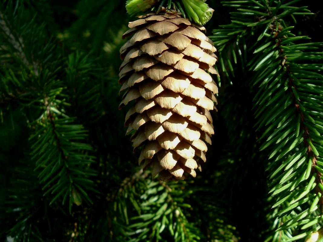 Cone<br>(Origin of the Specimen: RFPN, Woodstock, Il., USA, Apr 2010)