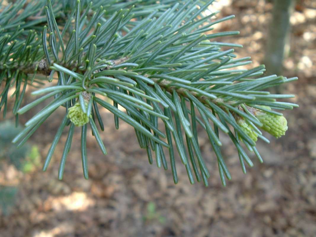 Needles and Twig<br>(Location of Picture: RFPN, Woostock, Il, USA, Apr 2010)