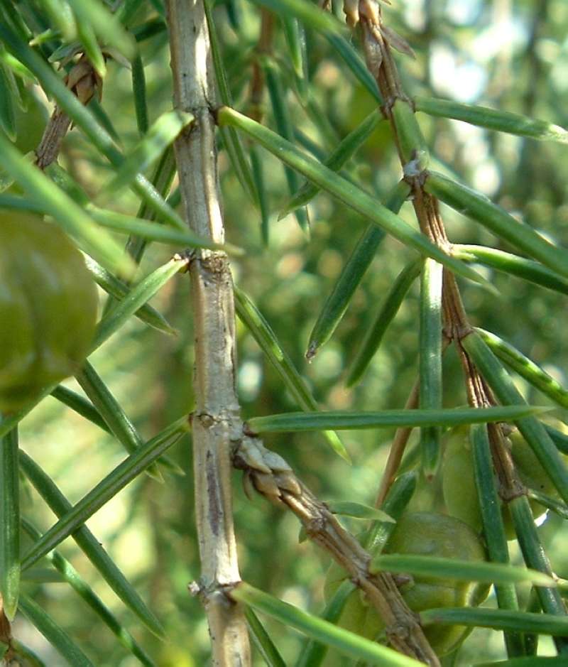 Twig<br>(Location of Picture: RFPN, Woodstock, Il, USA, Apr 2010)