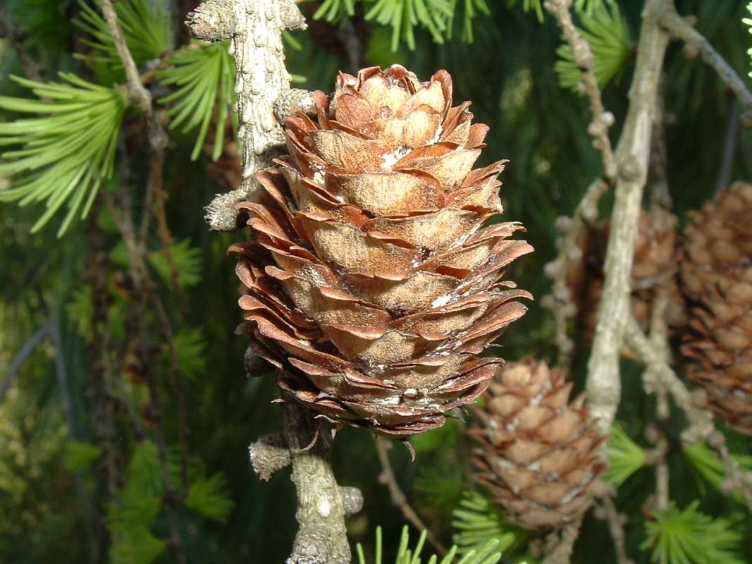 Cone  - Close View<br>(Location of Picture: RFPN, Woodstock, Il., USA, Apr 2010)