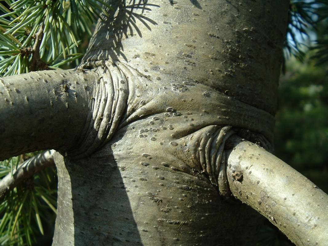 Bark, Glauca Pendula<br>(Location of Picture: RFPN, Woodstock, Il, USA, Apr 2010)