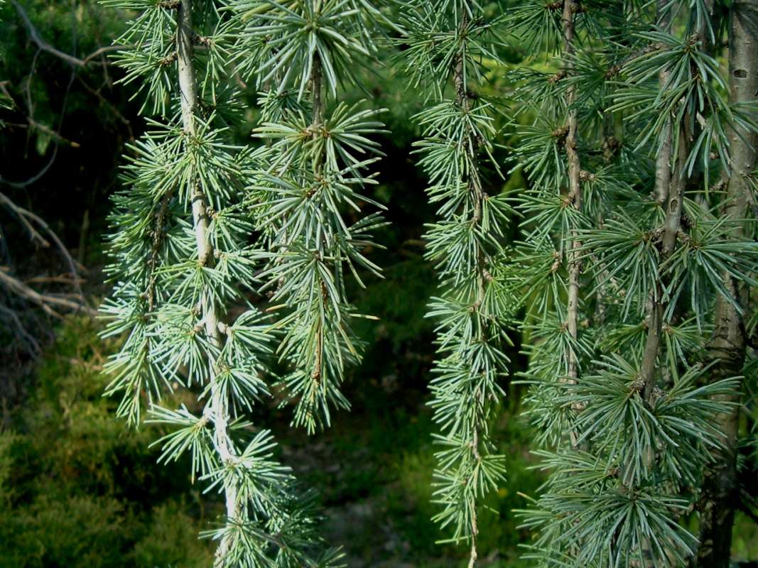 Twigs, Glauca Pendula<br>(Location of Picture: RFPN, Woodstock, Il, USA, Apr 2010)