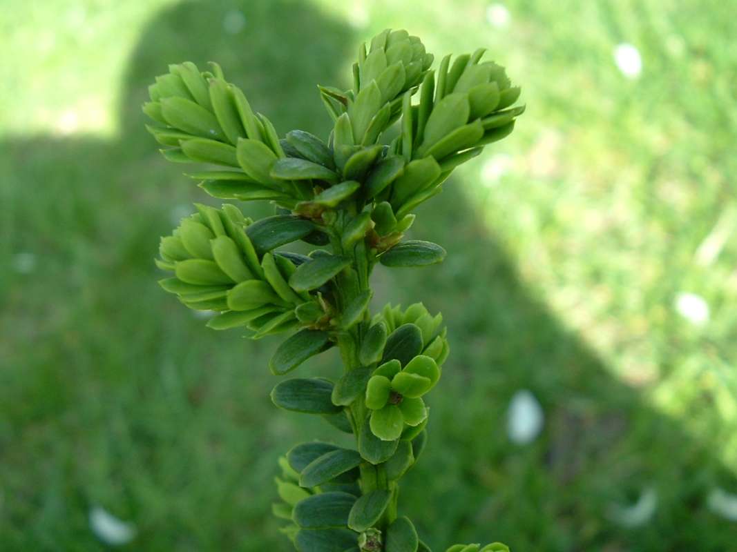 Leaves of Very Young Tree<br>(Origin of the Specimen: RFPN, Woodstock, Il, USA, Apr 2010)