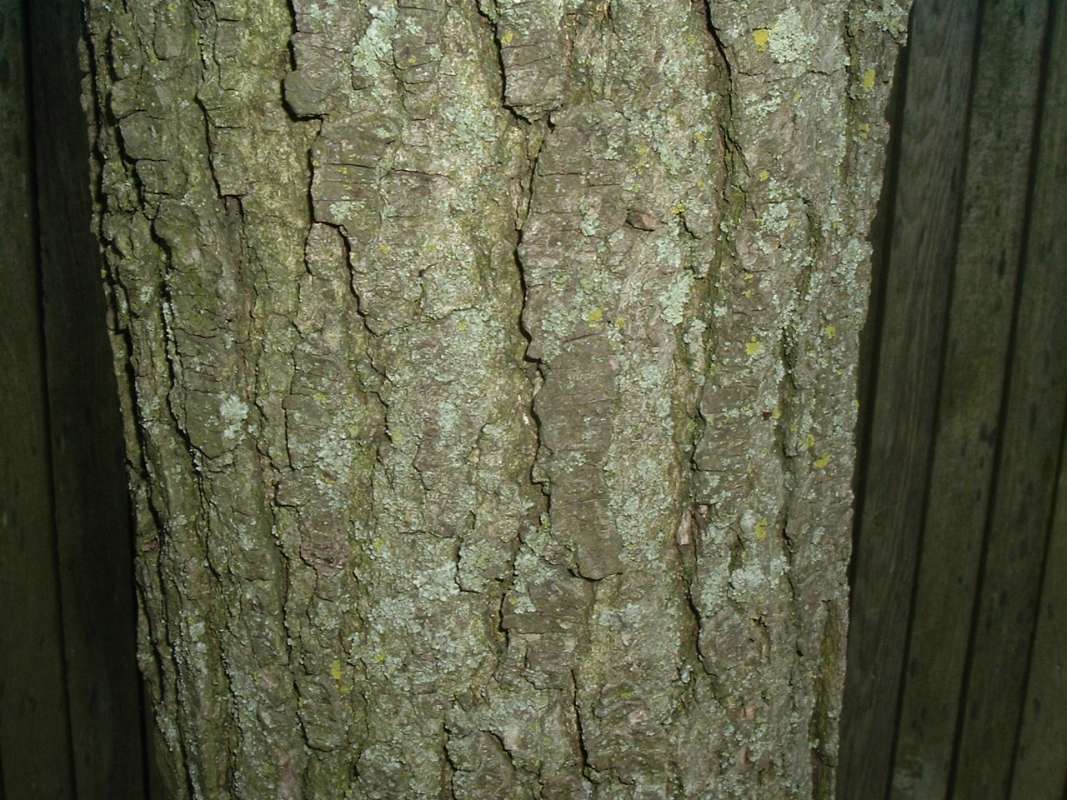 Bark<br>(Location of Picture: CHS, Glencoe, Il, USA, May 20, 2010)
