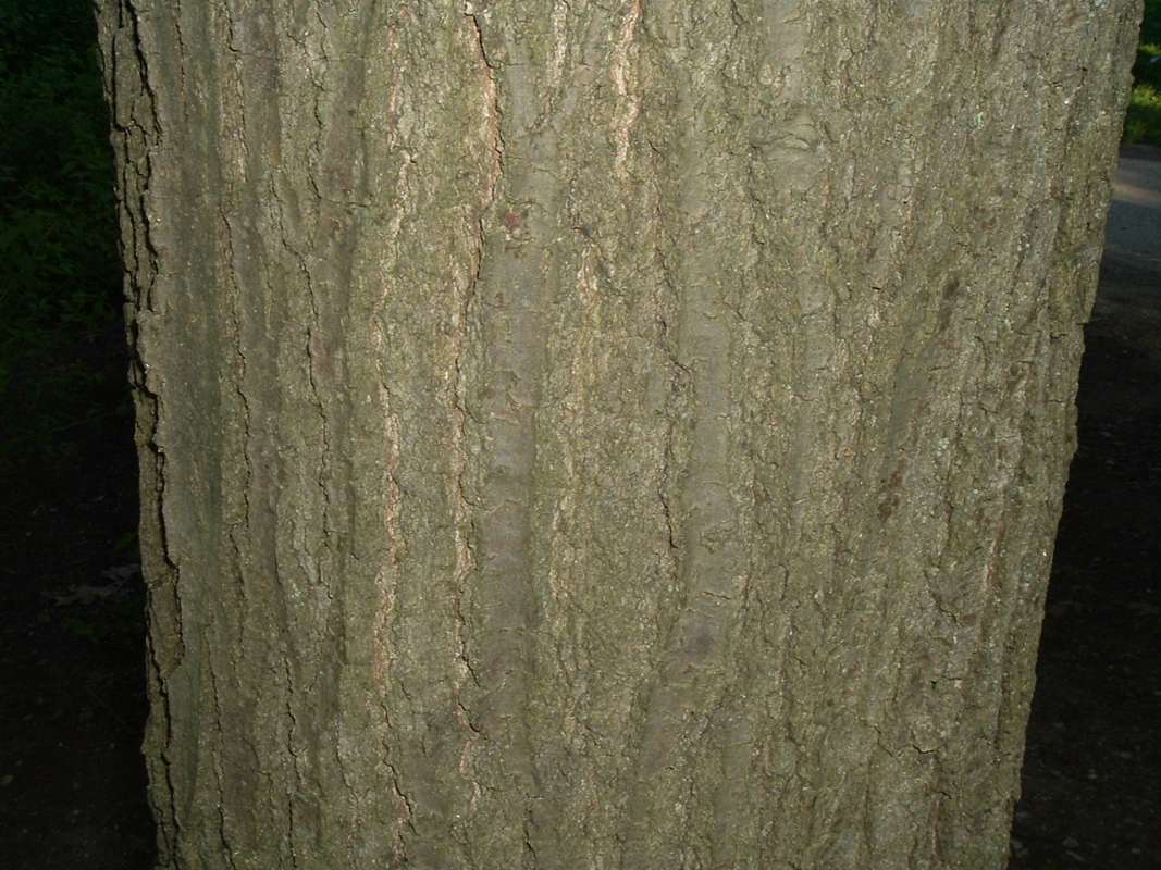 Bark<br>(Location of Picture: CHS, Glencoe,Il, USA, May 20, 2010)