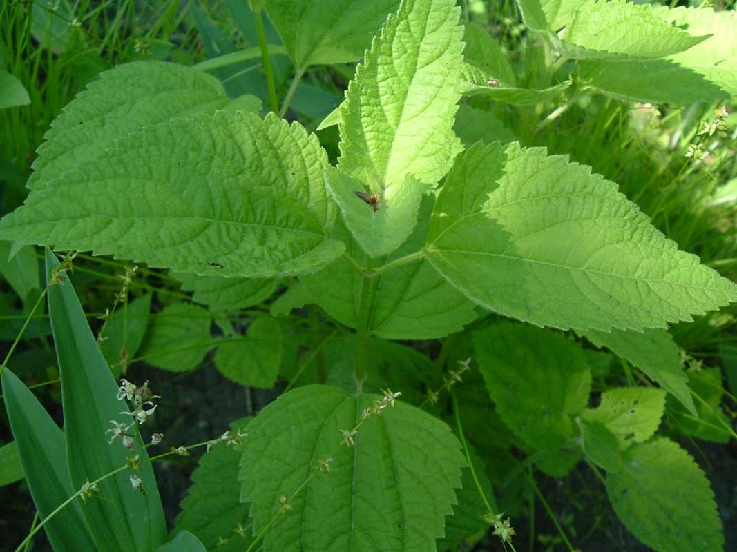 Leaves<br>(Location of Picture: CHS, Glencoe, Il, USA, May 20, 2010)