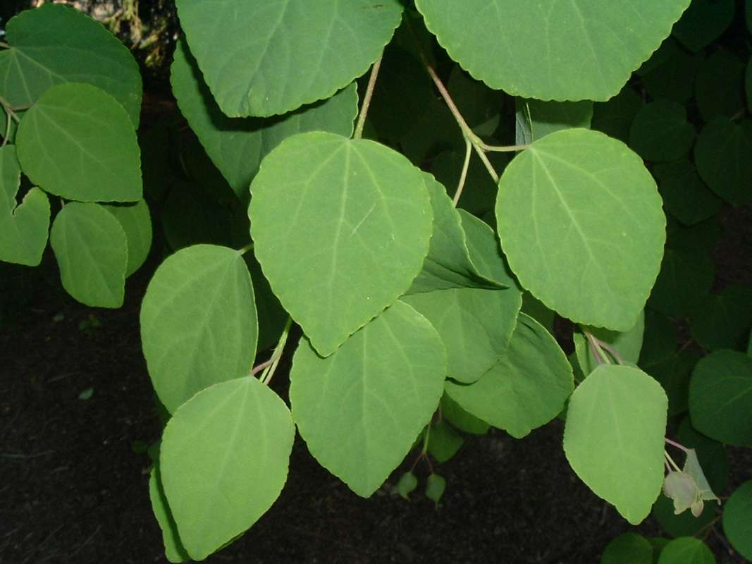 Leaves<br>(Location of Picture: CHS, Glencoe,Il, USA, May 20, 2010)