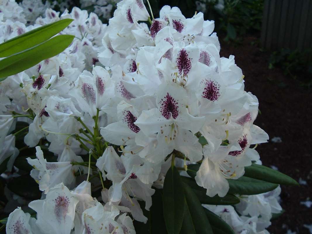 Flowers<br>(Location of Picture: CHS, Glencoe, Il, USA, May 20, 2010)