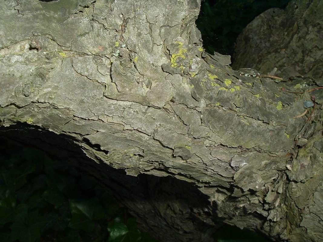 Bark<br>(Location of Picture: CHS, Glencoe, Il, USA, May 20, 2010)