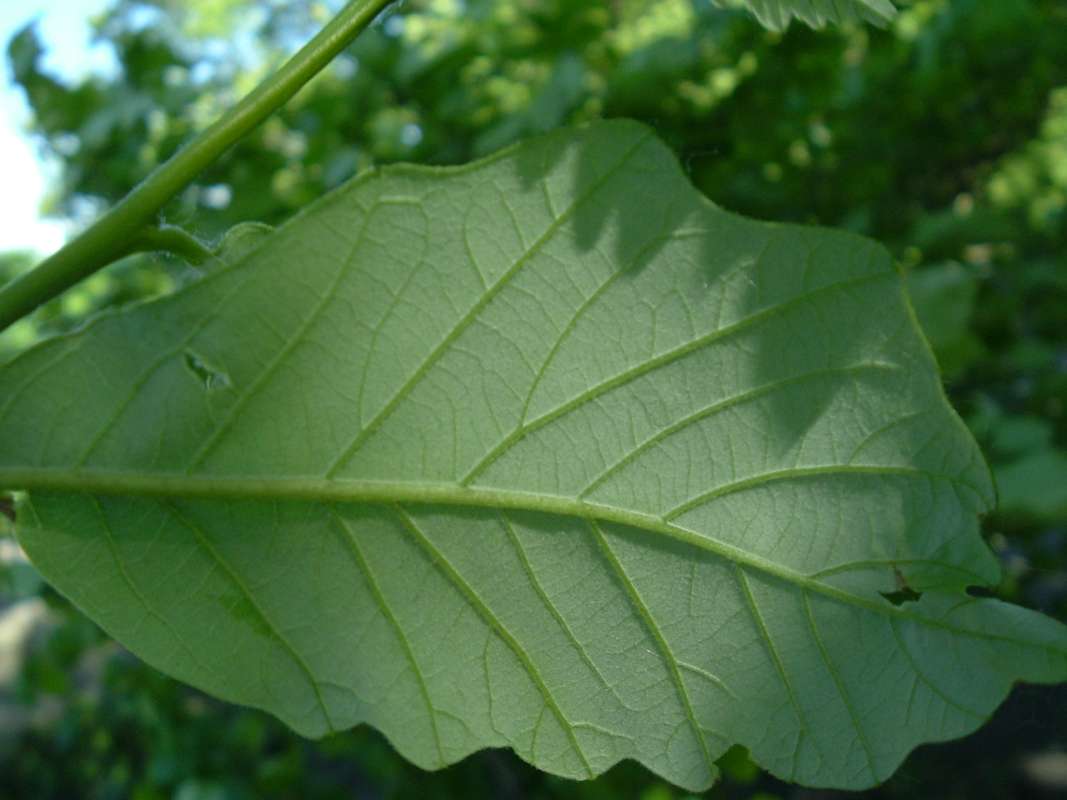 Leaf Underside<br>(Location of Picture: CHS, Glencoe, Il, USA, May 20, 2010)