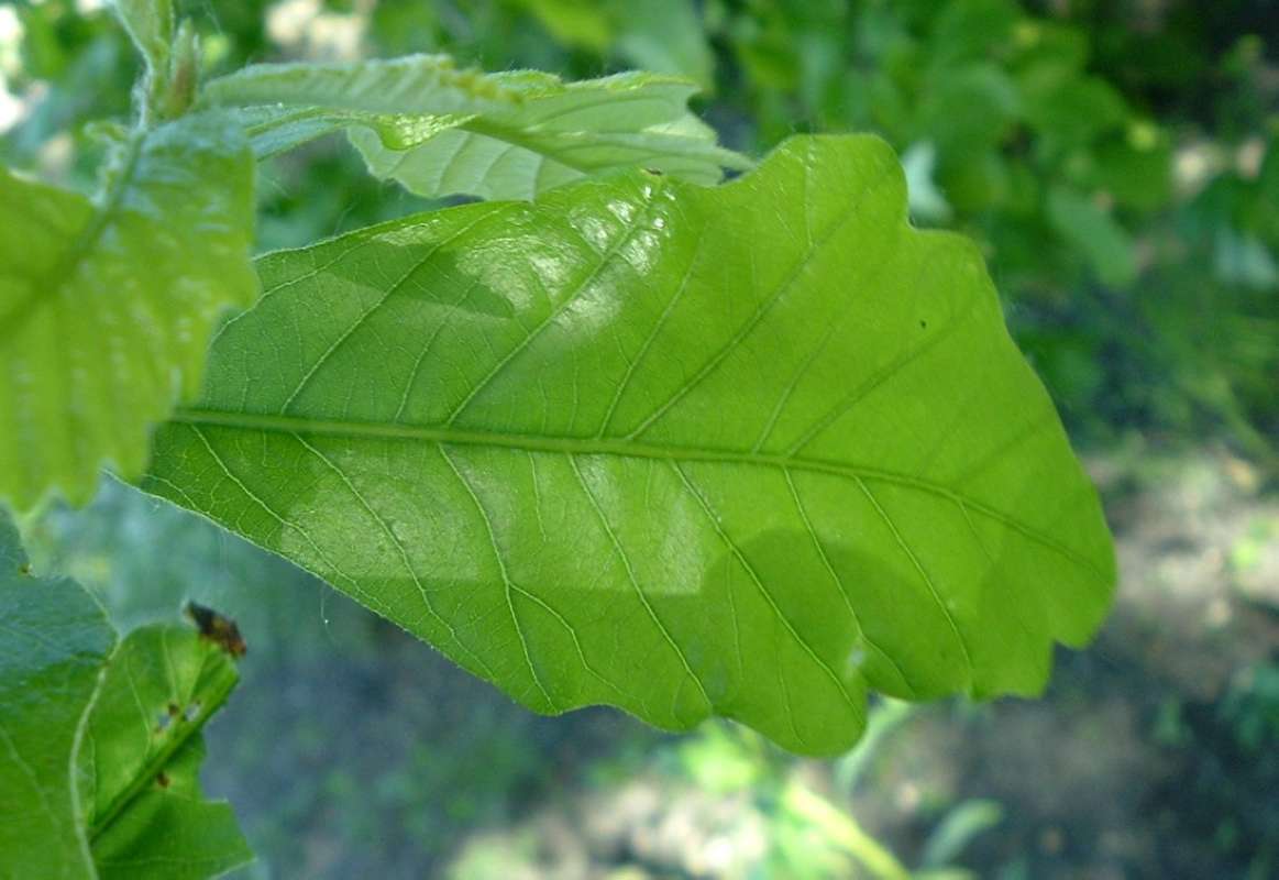 Young Leaf<br>(Location of Picture: CHS, Glencoe, Il, USA, May 20, 2010)