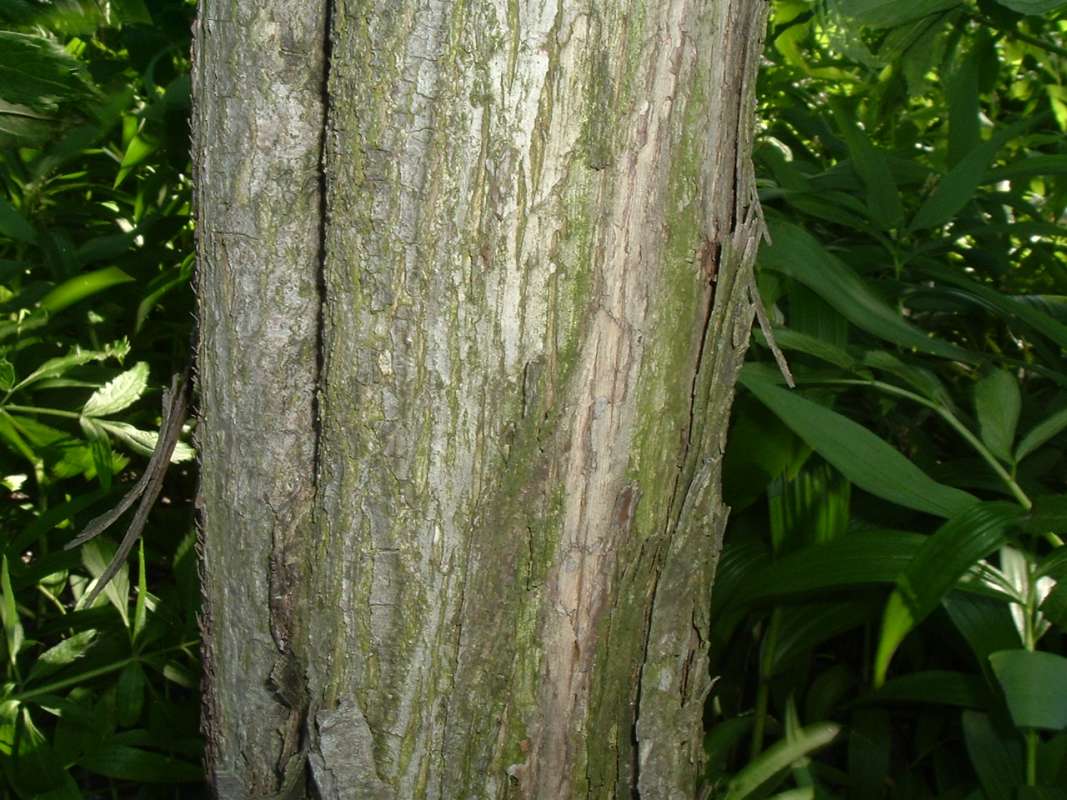 Bark<br>(Location of Picture: CHS, Glencoe, Il. USA, May 20, 2010)