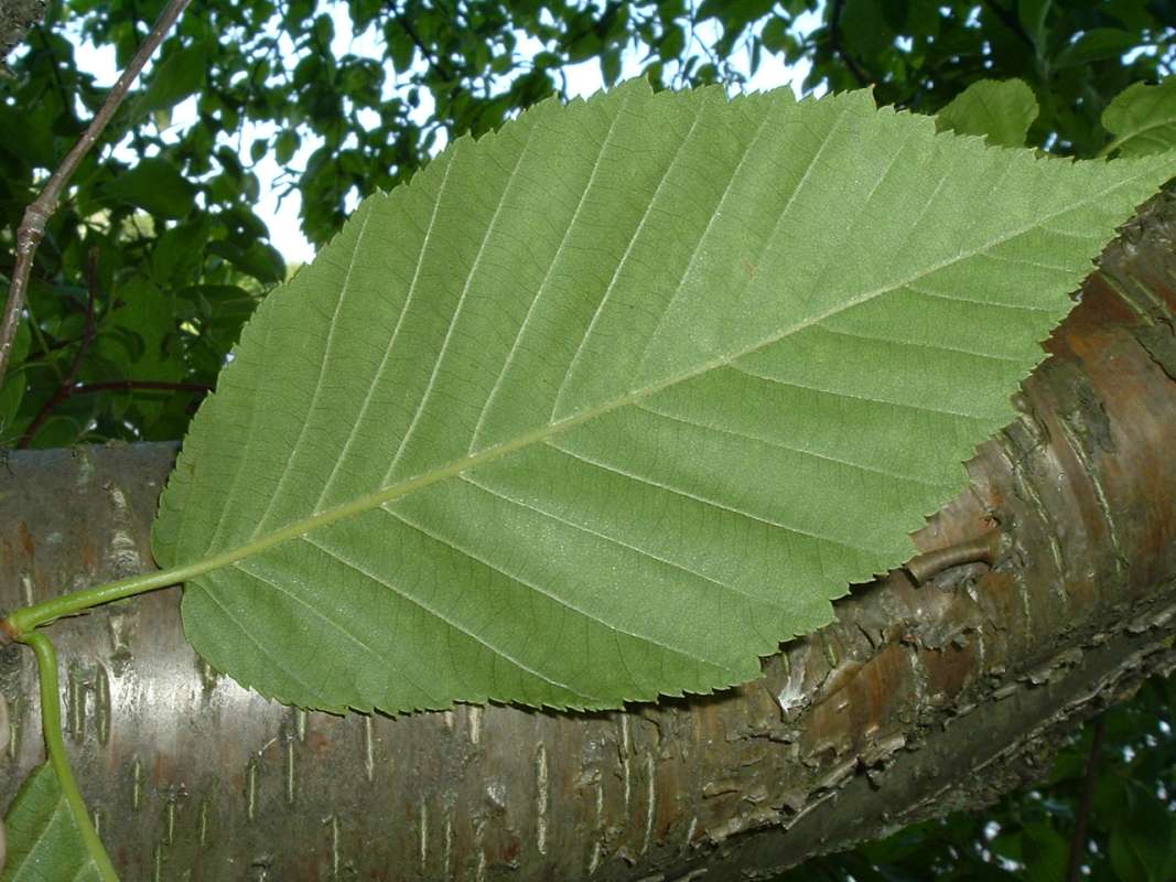Leaf Underside<br>(Location of Picture: CHS, Glencoe, Il, USA, May 20, 2010)
