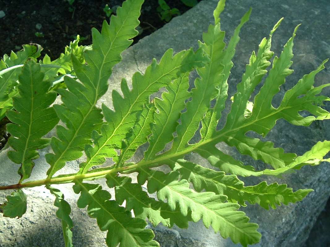 Frond<br>(Location of Picture: CHS, Glencoe, Il, USA, May 20, 2010)