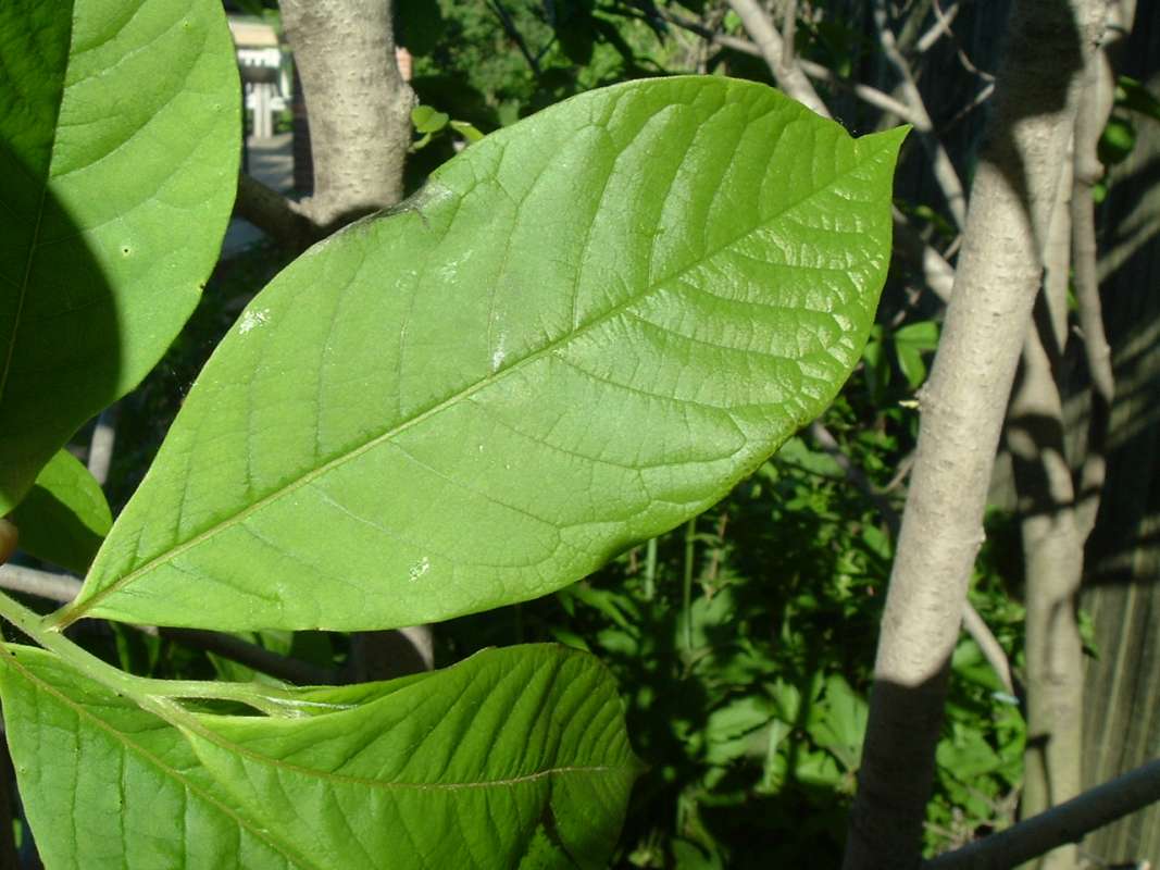 leaf<br>(Location of Picture: CHS, Glencoe, Il, USA, May 20, 2010)