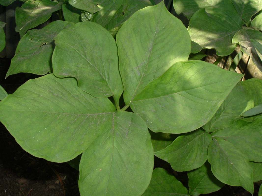 5 Leaflets<br>(Location of Picture: CHS, Glencoe, Il, USA, May 20, 2010)