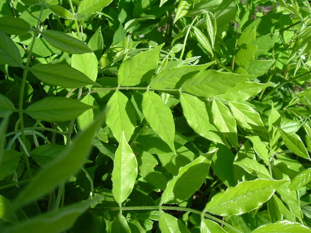 Pinnate Leaf<br>(Location of Picture: CHS, Glencoe, Il. USA, May 20, 2010)