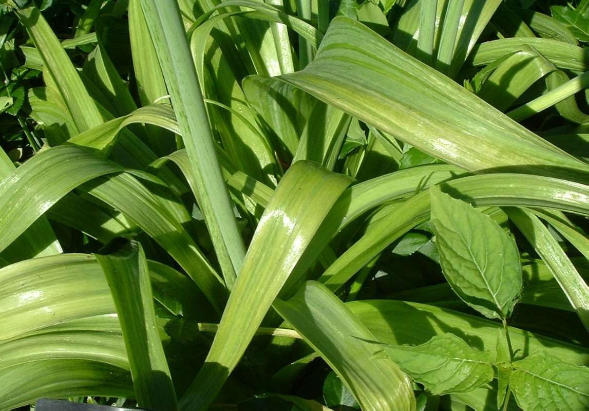 Leaves<br>(Location of Picture: CHS, Glencoe, Il. USA, May 20, 2010)