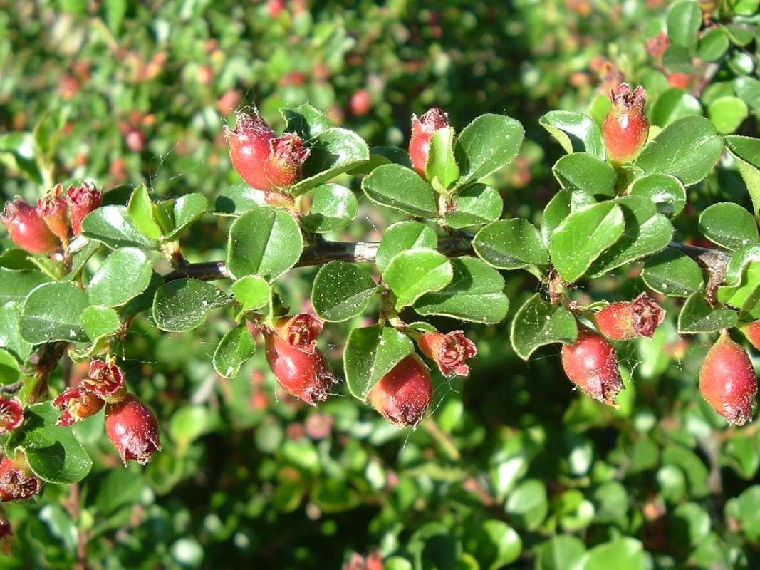 Twig<br>(Location of Picture: CHS, Glencoe, Il. USA, May 20, 2010)