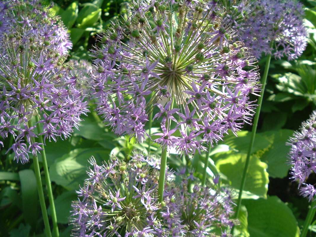 Flower Heads<br>(Location of Picture: CHS, Glencoe, Il, USA, May 20, 2010)