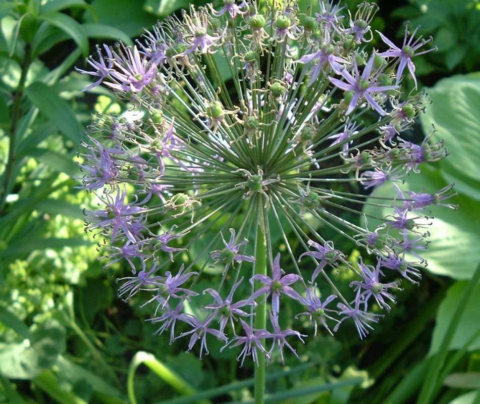 Flower Head<br>(Location of Picture: CHS, Glencoe, Il, USA, May 20, 2010)