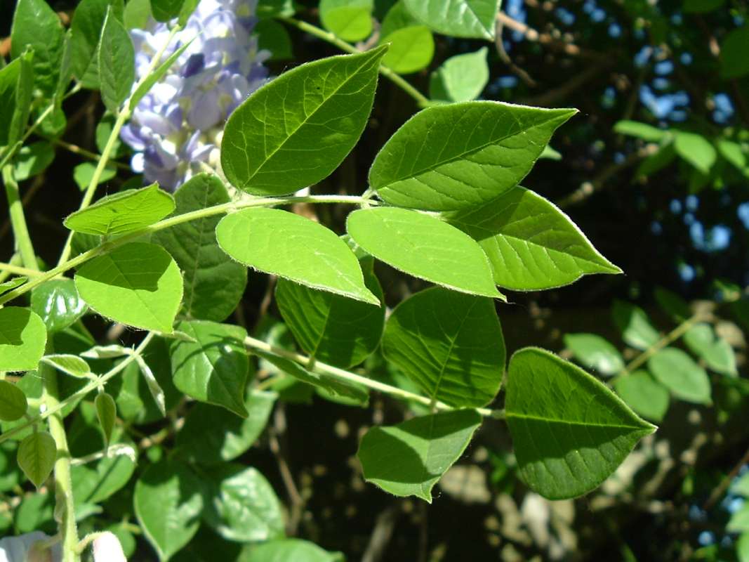 Leaves<br>(Location of Picture: CHS, Glencoe, Il. USA, May 20, 2010)