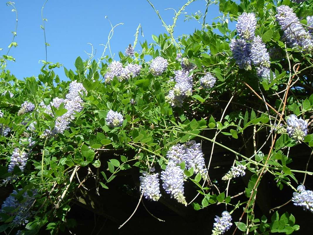 Top of Plant in Bloom<br>(Location of Picture: CHS, Glencoe, Il. USA, May 20, 2010)