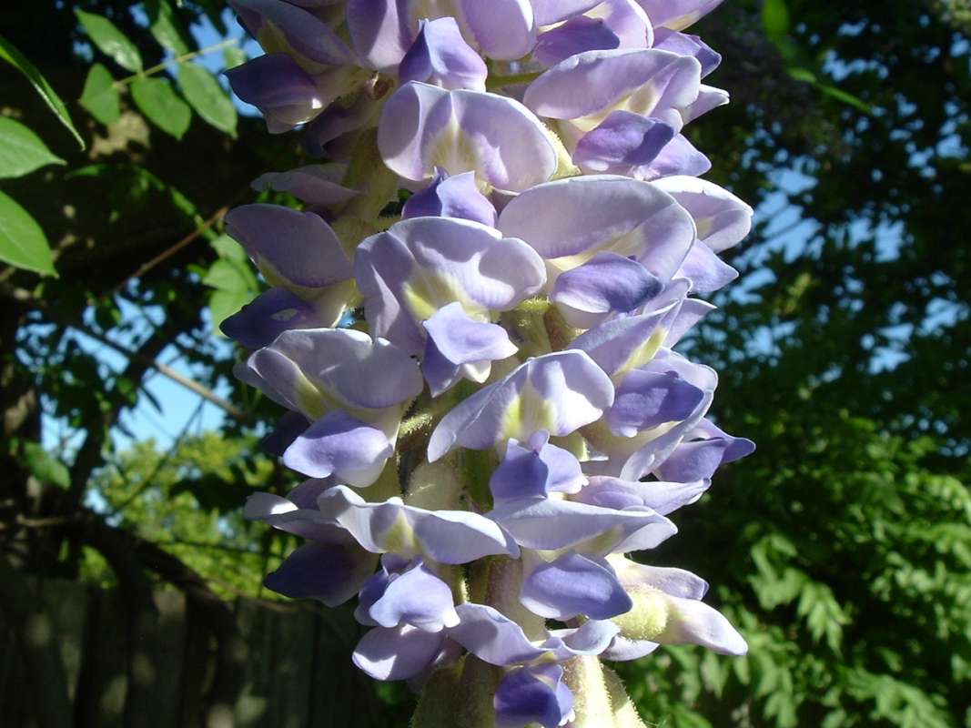 Flowers - Close View<br>(Location of Picture: CHS, Glencoe, Il. USA, May 20, 2010)
