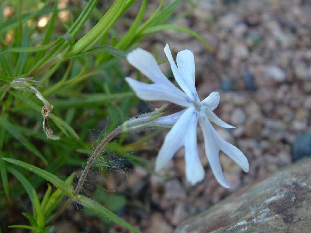 Flower - Side View<br>(Location of Picture: CHS, Glencoe, Il, USA, May 20, 2010)